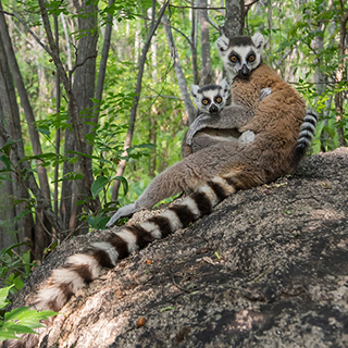 Anja - Ring-tailed lemur with baby